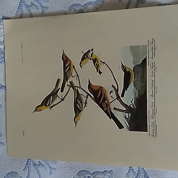 Bird print from the milwaukee public library. - Picture 1 of 8